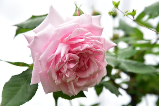 ブレイリーＮＯ1