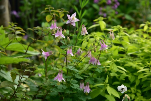 オダマキ　ピンクランタン