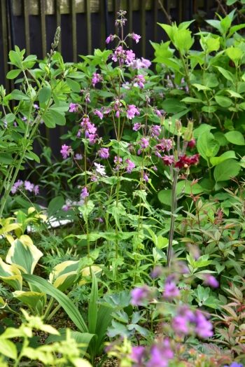 ペンステモン　バイオレットダスク