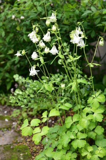 オダマキ　メローイエロー