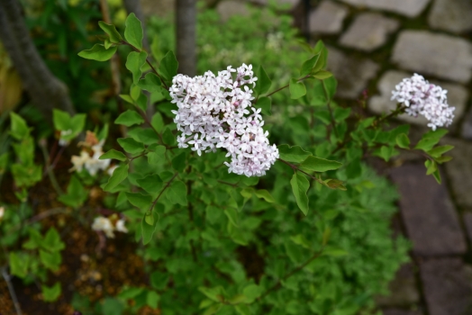 ヒメライラック　フラワーフェスティバル　ホワイト