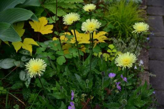 フランスタンポポ