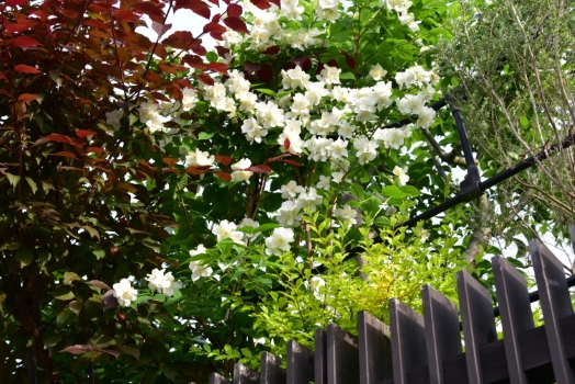 ベニスモモ、　バイカウツギ