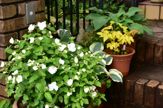 ラグランジア　ブライダルベール