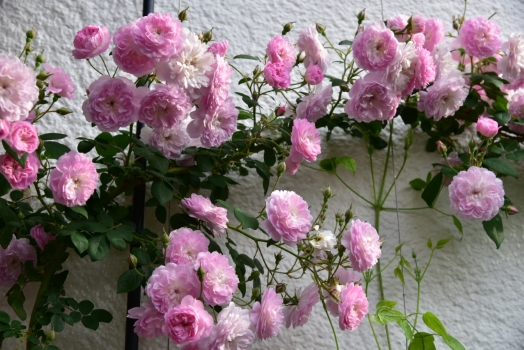 ローラーダボー