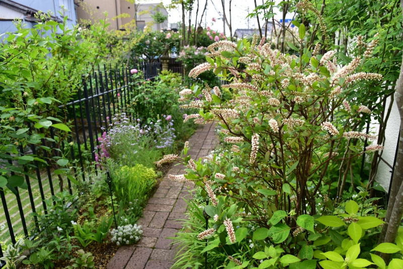 コバノズイナ　サライブ