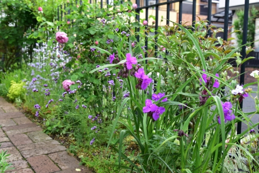 オオツユクサ　コンコードグレープ