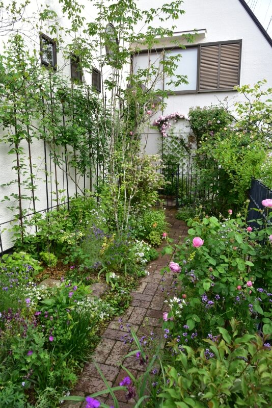 山採りアオダモ