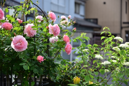 ERベルストーリー、　白い花は落葉種の　ビバーナム　ブルーマフィン