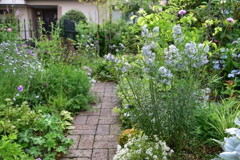 糸葉チョウジソウ（アムソニア　フブリヒティ）