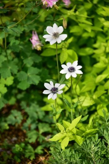 アネモネ　フルゲンスホワイト