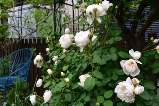 グラミスキャッスル