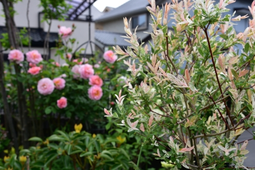 ハクロニシキ、　ERベルストーリー