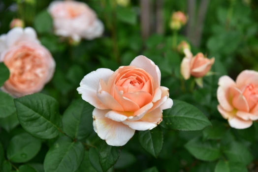 アンブリッジローズ