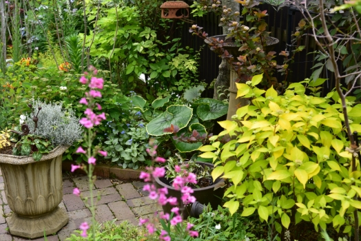 山アジサイ黄金篤姫