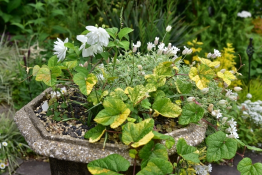 斑入りエビヅル