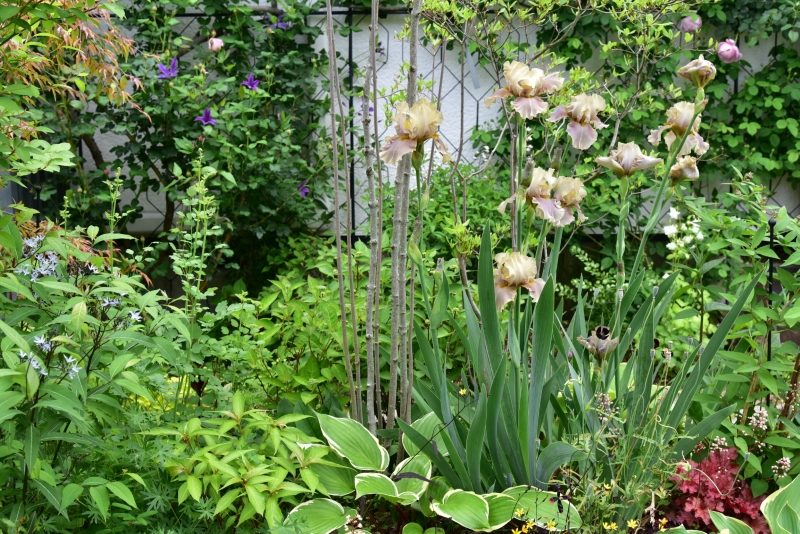 ジャーマンアイリス　オゾンアラート