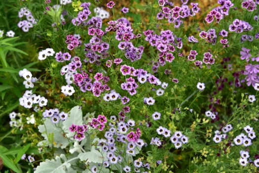 種まきギリアたち