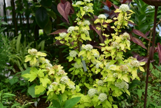 テマリシモツケ　ゴールデンパナシェ