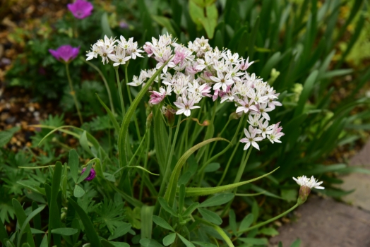 アリウム カメレオン