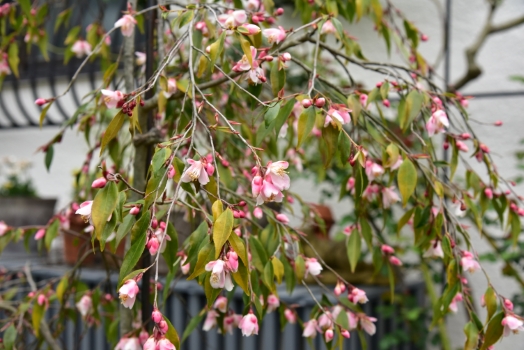 カメリア エリナカスケード