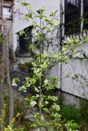 オトコヨウゾメ 黄実