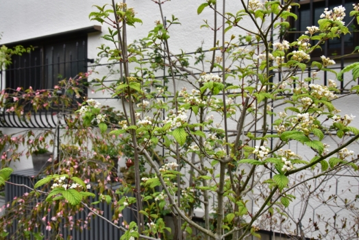 オトコヨウゾメ