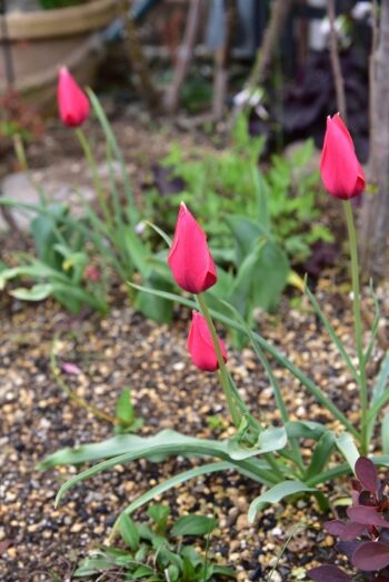 原種チューリップ アニカ