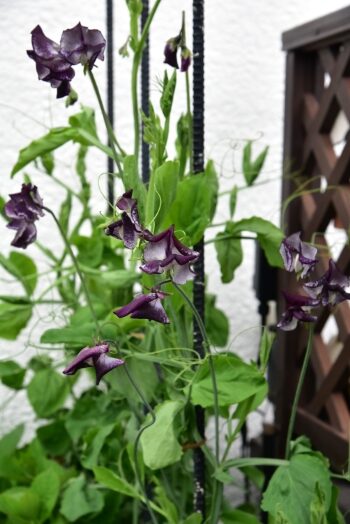 スイートピー ニンバス