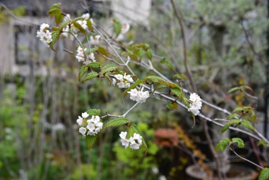 山採りオトコヨウゾメの花