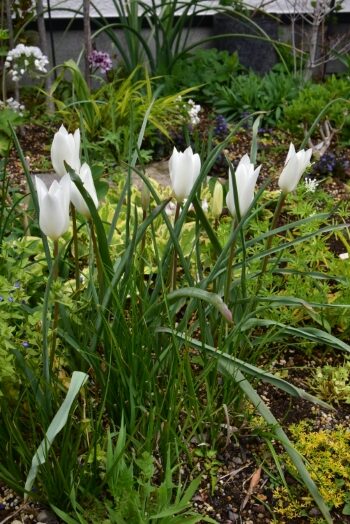 原種チューリップ シルビア