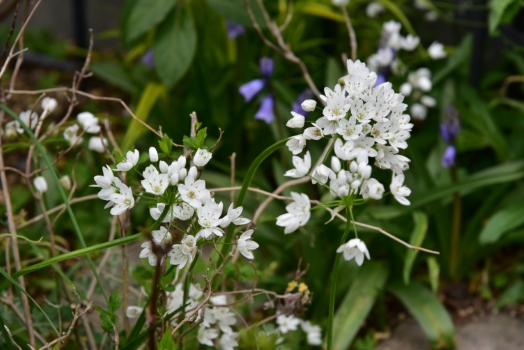 アリウム コワニー