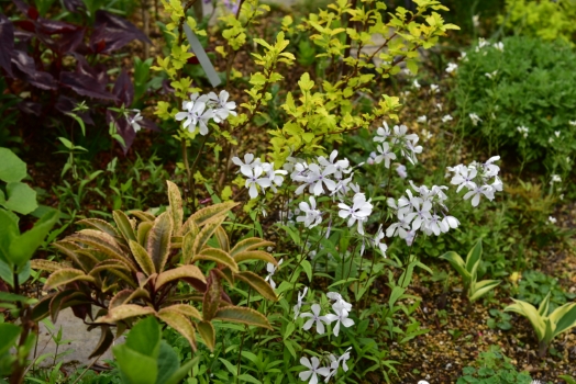 フロックス デバリガータ白花