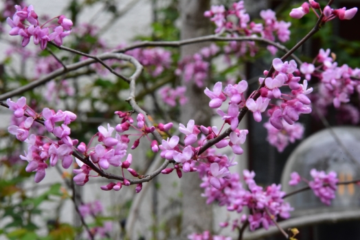 アメリカハナズオウ シルバークラウド