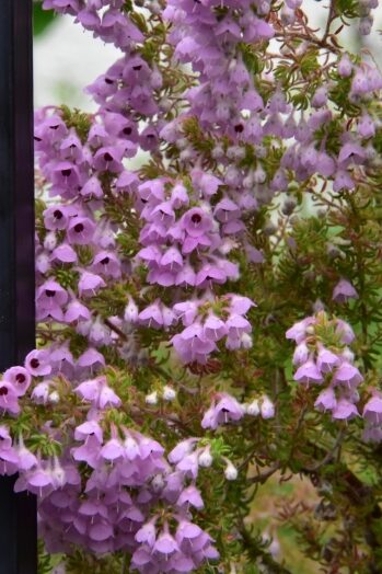 エリカ ジャミソニス