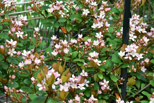 紅花シャリンバイ