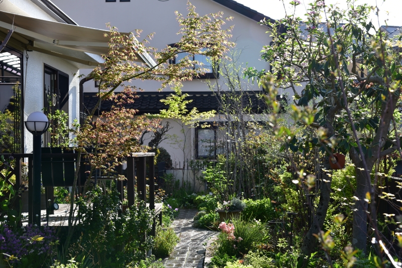 ヤマモミジ、イロハモミジ、