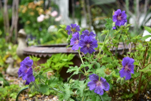 ゲラニウム サバニブルー