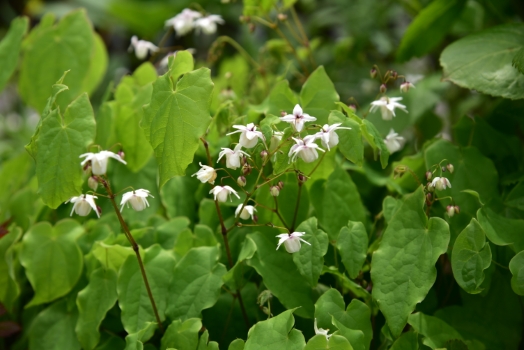 イカリソウ 白花