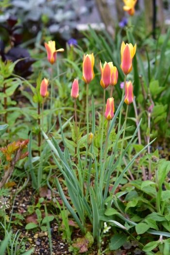 原種チューリップ クリサンタ