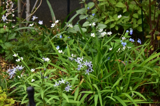 チョウジソウ ブルーアイス