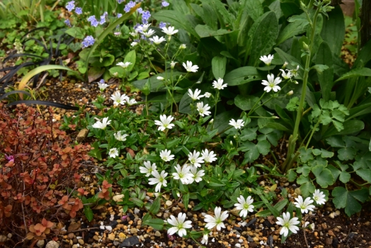 アワユキハコベ