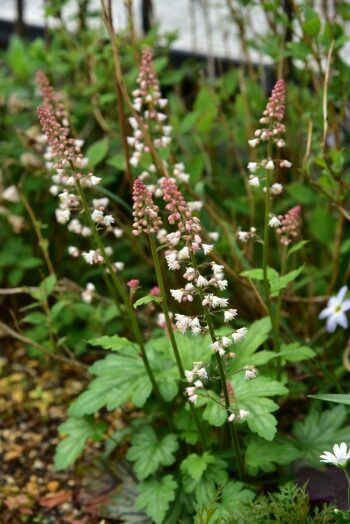 ヒューケラの花