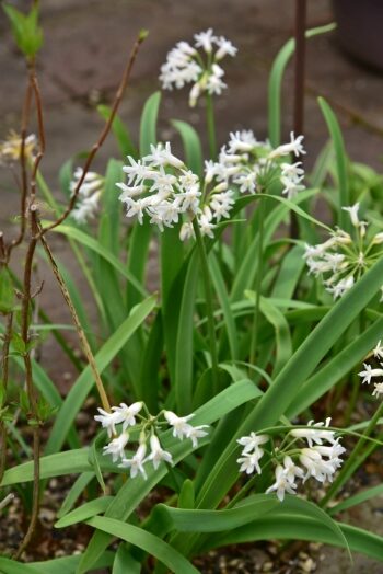 ツルバキア フレグランス