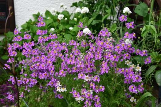 シザンサスとギリア白花