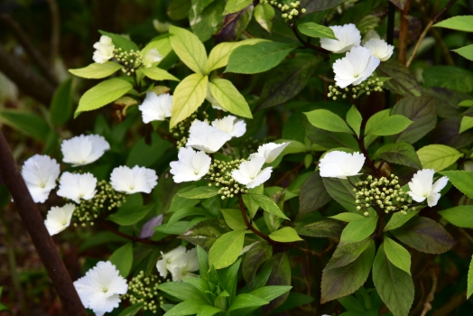 斑入り常緑アジサイ