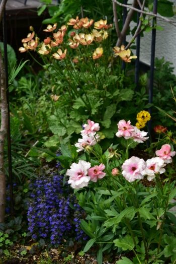 地植えのラックス