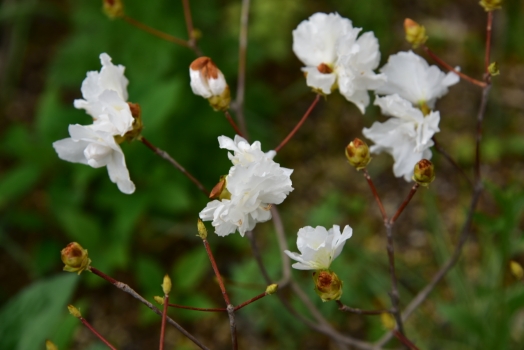 八重咲き 白ミツバツツジ
