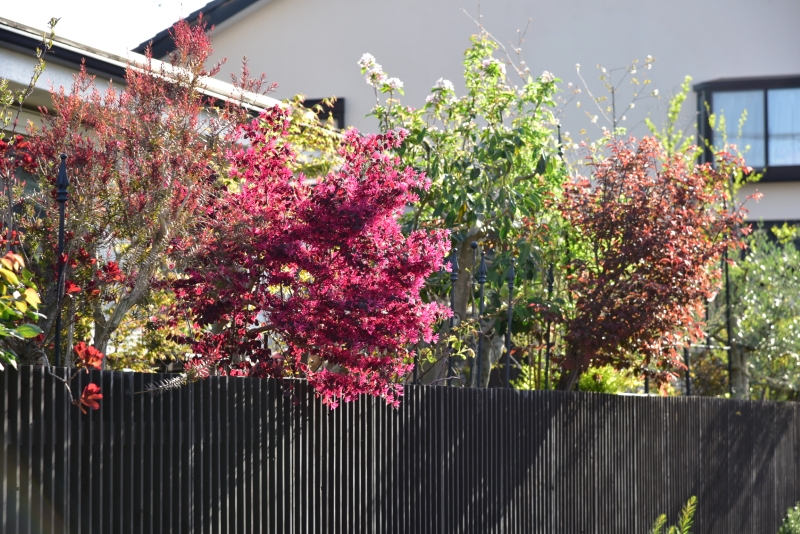 ちょっと派手ですが、マンサク黒美人の花