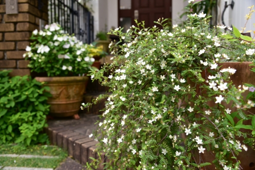 イソザンショウの花